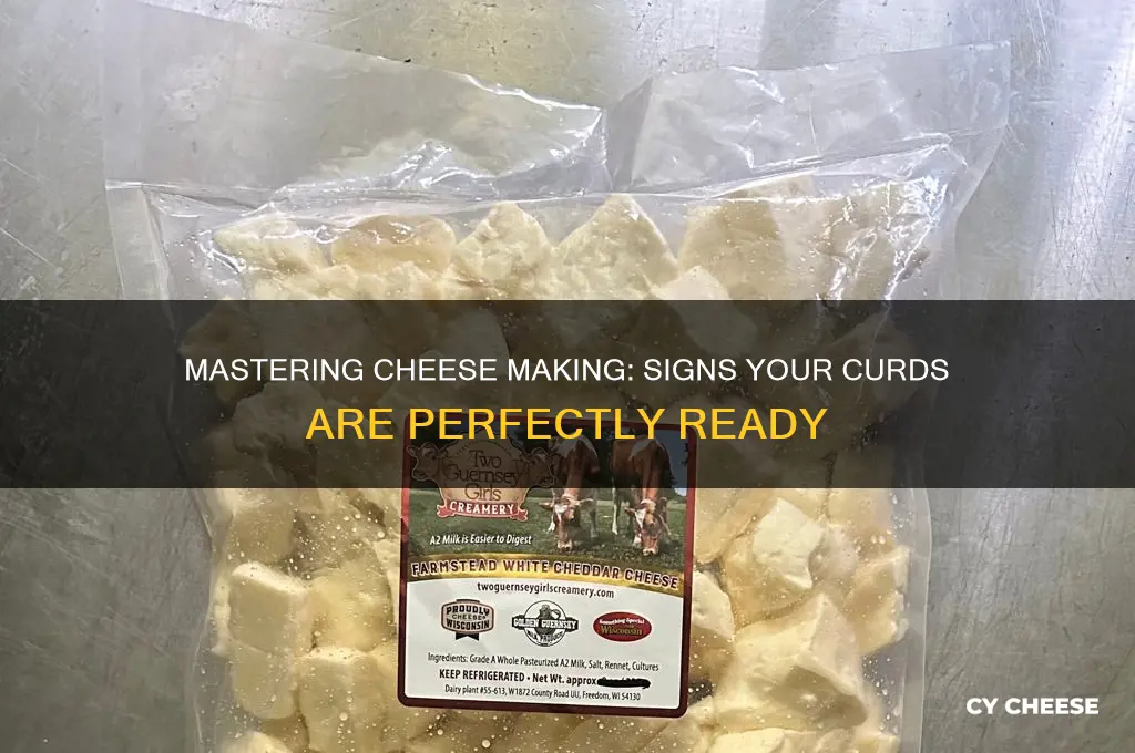how to tell when curds are ready when making cheese