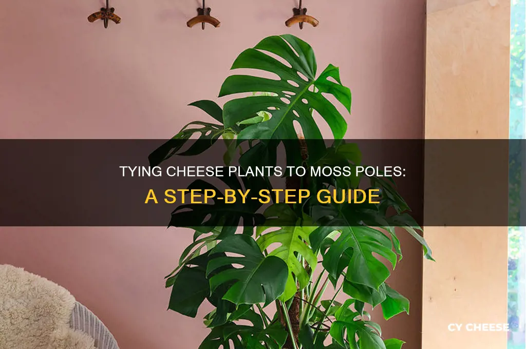 how to tie cheese plant to moss pole
