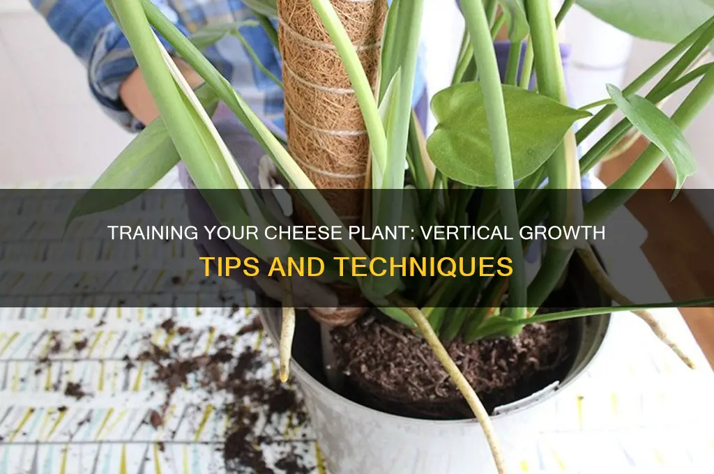 how to train a cheese plant to grow upwards
