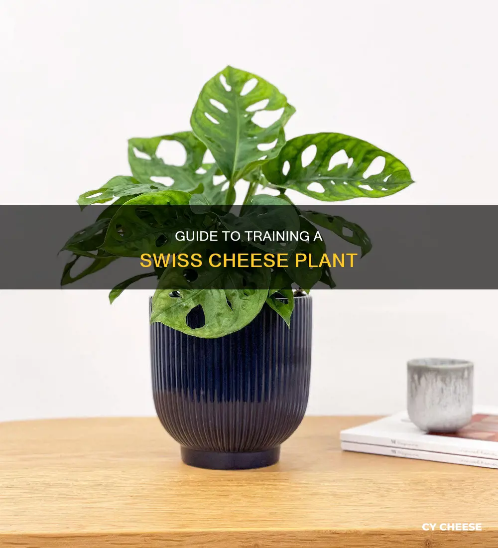 how to train a swiss cheese plant