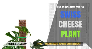 Moss Poles: Supporting Your Swiss Cheese Plant's Climb