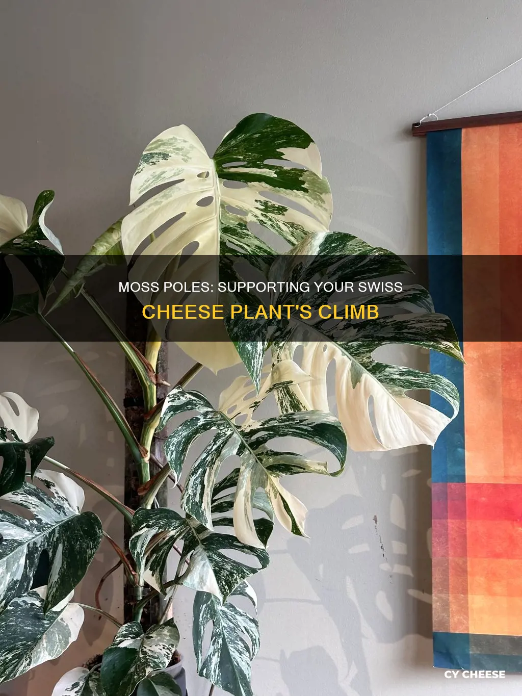 how to use a moss pole for swiss cheese plant