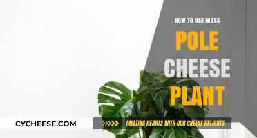 Moss Pole Magic: Support Your Cheese Plant
