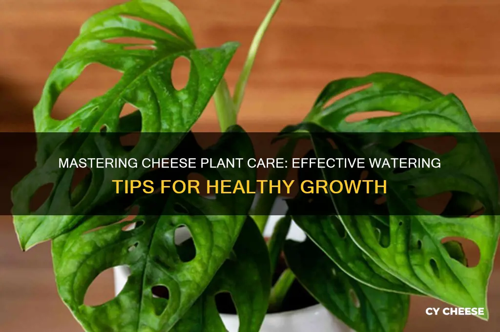 how to water cheese plant