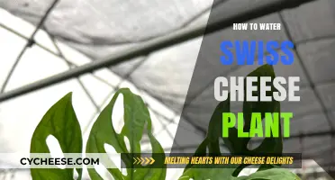 Watering Swiss Cheese Plants: A Simple Guide