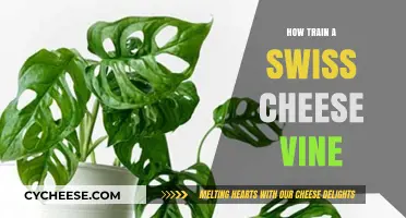 Guide to Training Swiss Cheese Vines