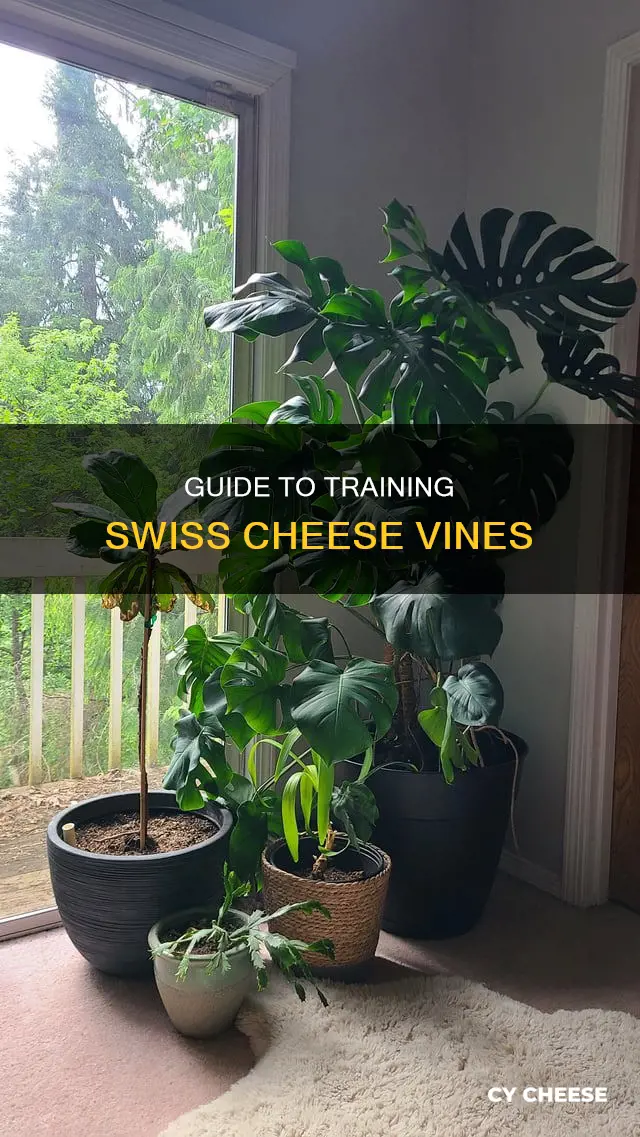 how train a swiss cheese vine