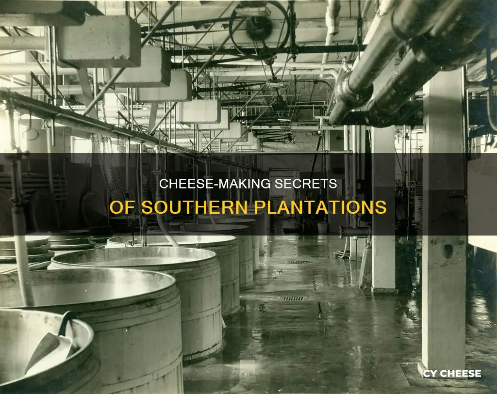 how was cheese made on southern plantations