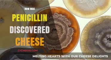 Cheese, Mold, and Medicine: The Serendipitous Discovery of Penicillin