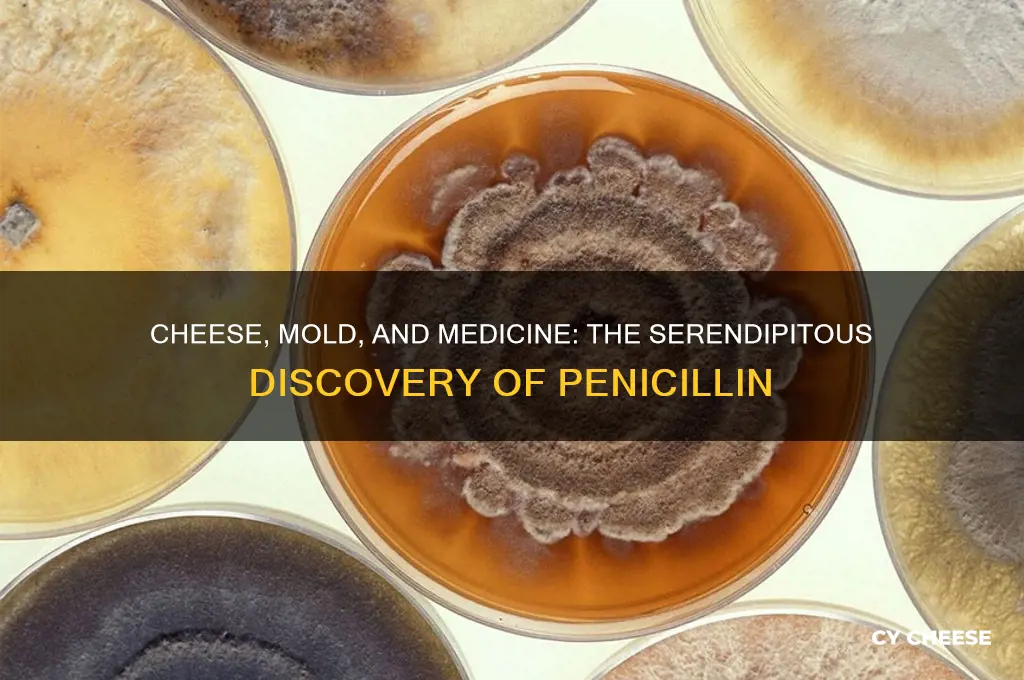 how was penicillin discovered cheese