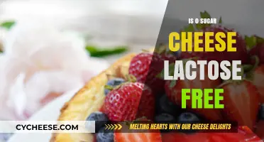 Sugar-Free Cheese: Lactose-Free?