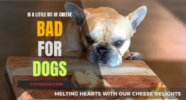 Cheese for Dogs: What's Safe and Unsafe?