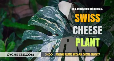 Monstera Deliciosa: Unveiling the Swiss Cheese Plant Mystery