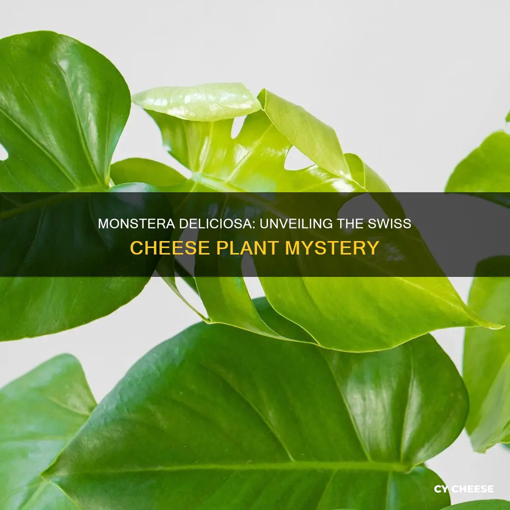 is a monstera deliciosa a swiss cheese plant
