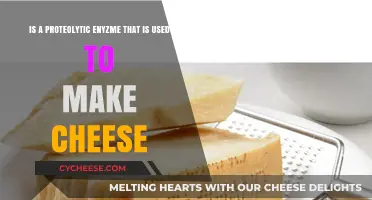 The Magic of Enzymes in Cheesemaking