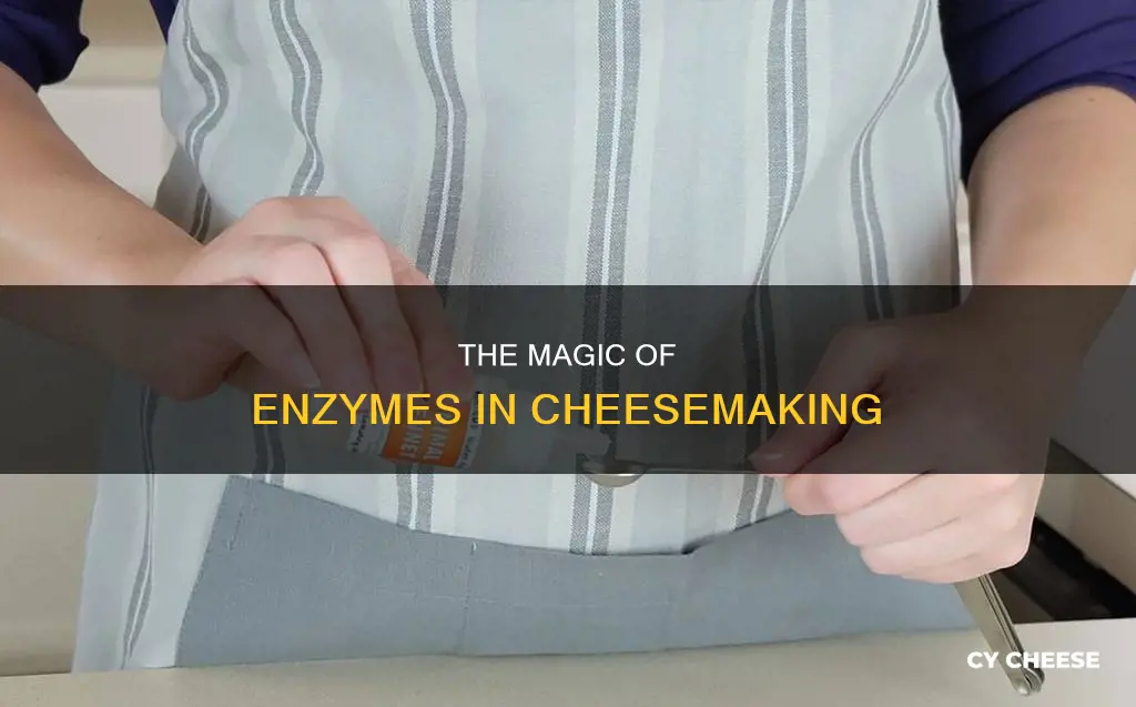 is a proteolytic enyzme that is used to make cheese