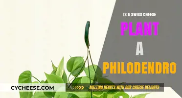 Philodendron's Swiss Cheese Plant: What's in a Name?