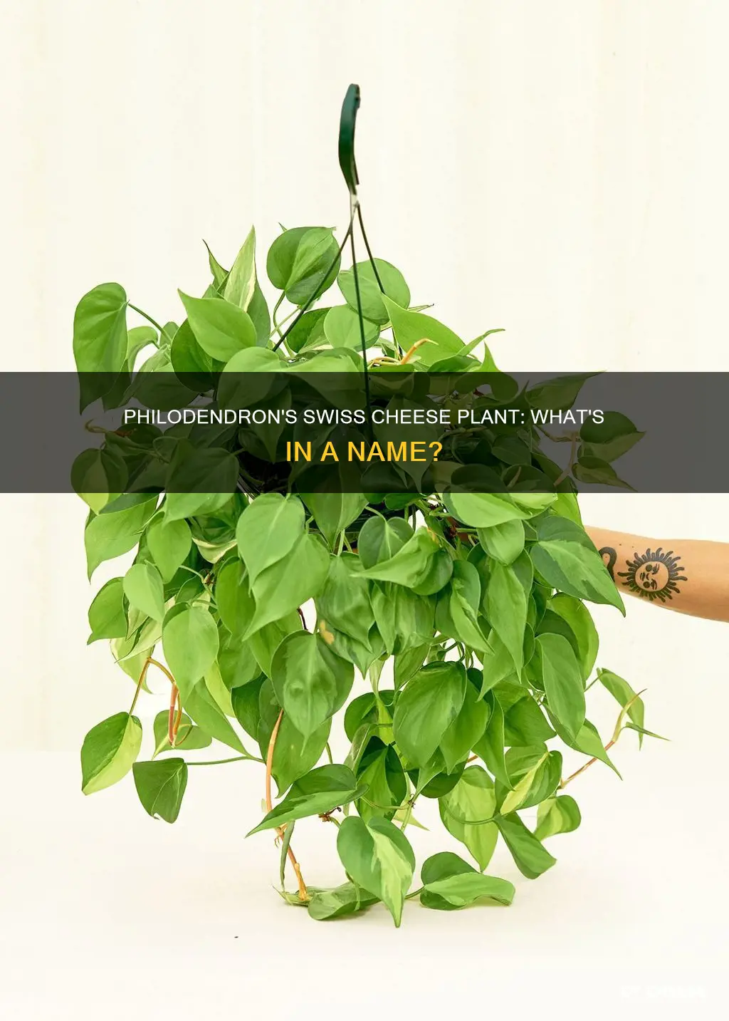 is a swiss cheese plant a philodendron