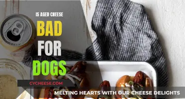 Aged Cheese: A Dog's Dietary Danger