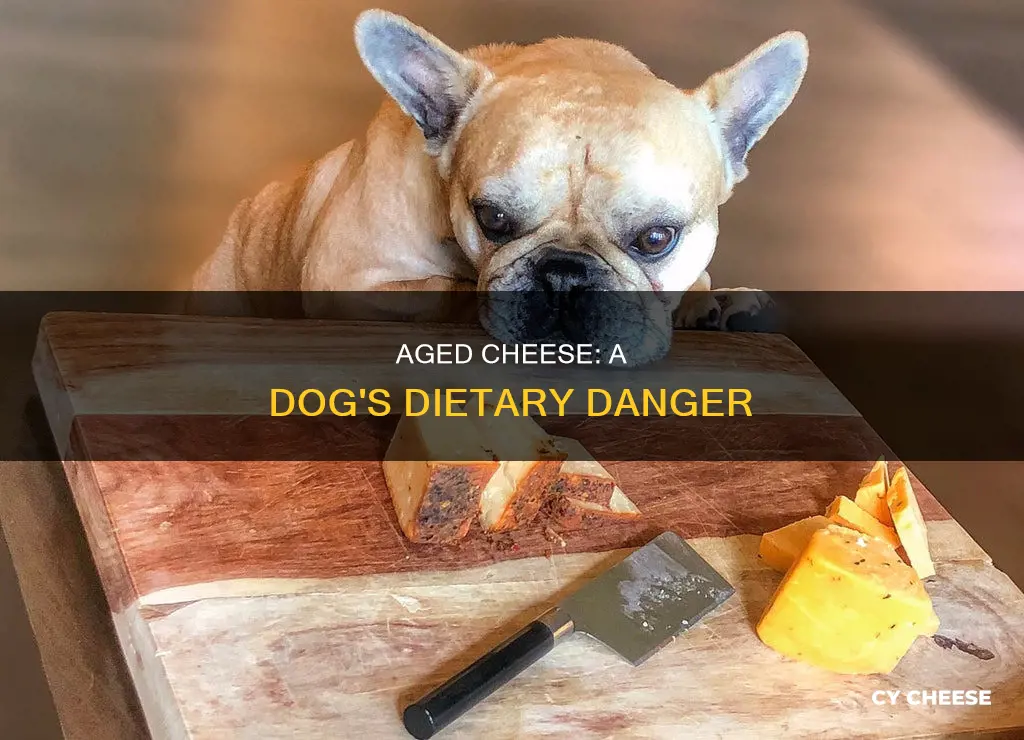 is aged cheese bad for dogs