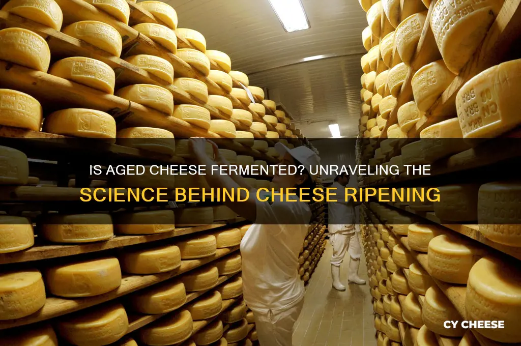 is aged cheese fermented