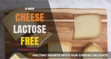 Sheep Cheese: Lactose-Free Superfood?