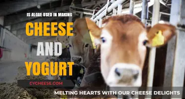 Algae's Role in Making Cheese and Yogurt
