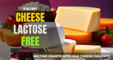 Cabot Cheese: Lactose-Free or Not?