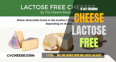 Is Cheddar Cheese Lactose-Free? Unraveling the Dairy Mystery