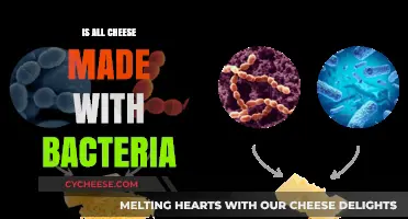 Unveiling the Bacteria Behind Every Bite: A Cheese Journey