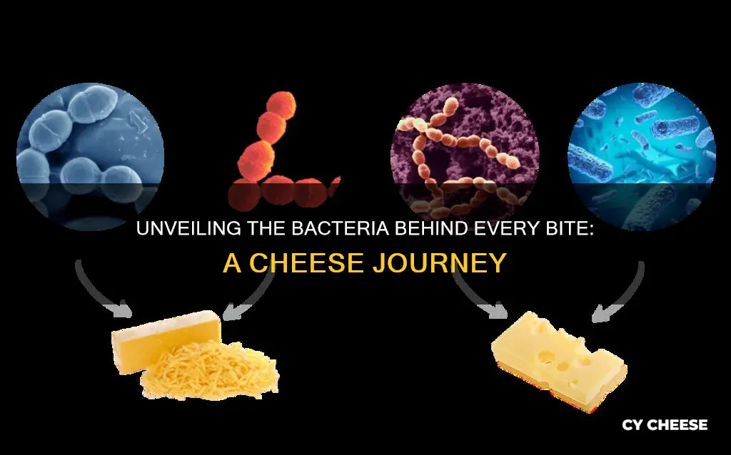 is all cheese made with bacteria