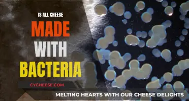 Cheese and Bacteria: An Ancient, Delicious Partnership