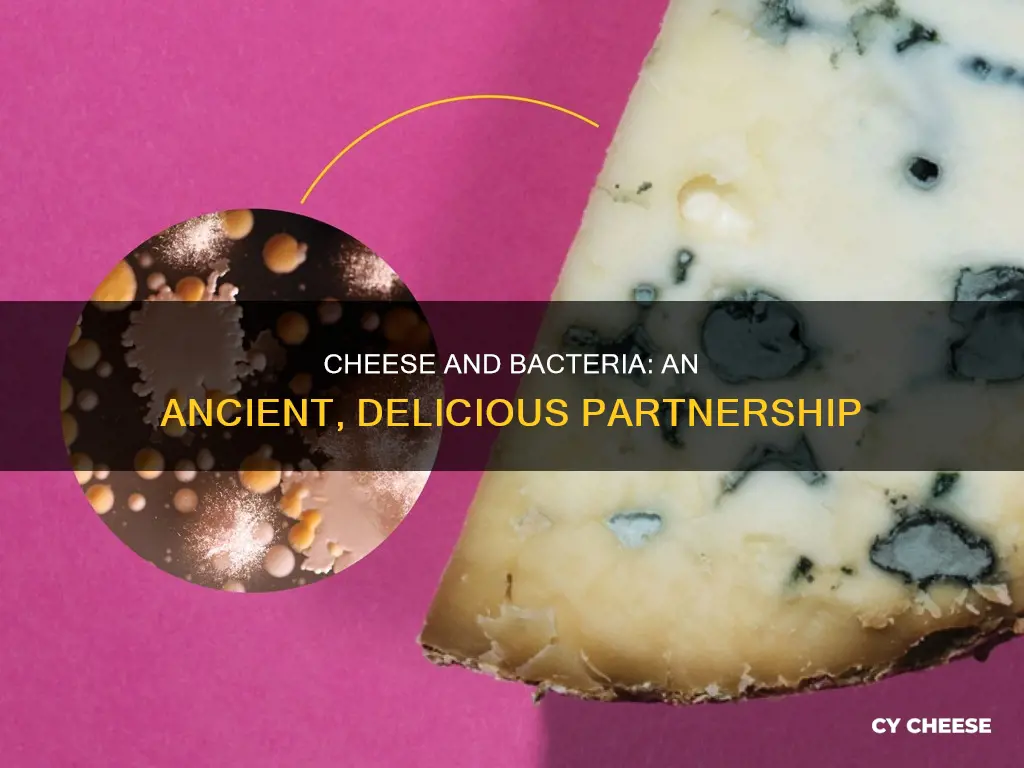 is all cheese made with bacteria
