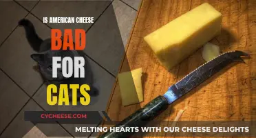 American Cheese: A Cat Owner's Concern?