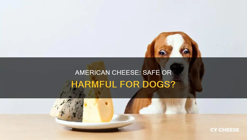 is american cheese bad for dogs