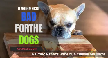 American Cheese: Safe or Not for Dogs?