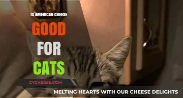American Cheese: A Healthy Cat Treat?