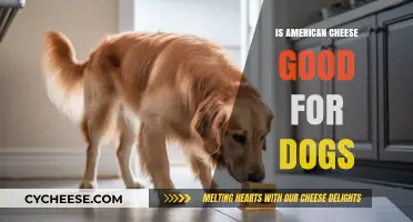 Can Dogs Eat American Cheese? Safety and Health Considerations