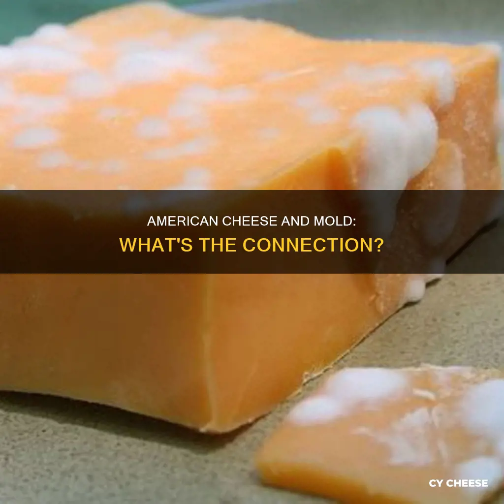 is american cheese made from mold
