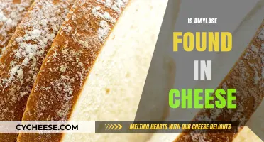 Is Amylase Present in Cheese? Exploring Enzymes in Dairy Products