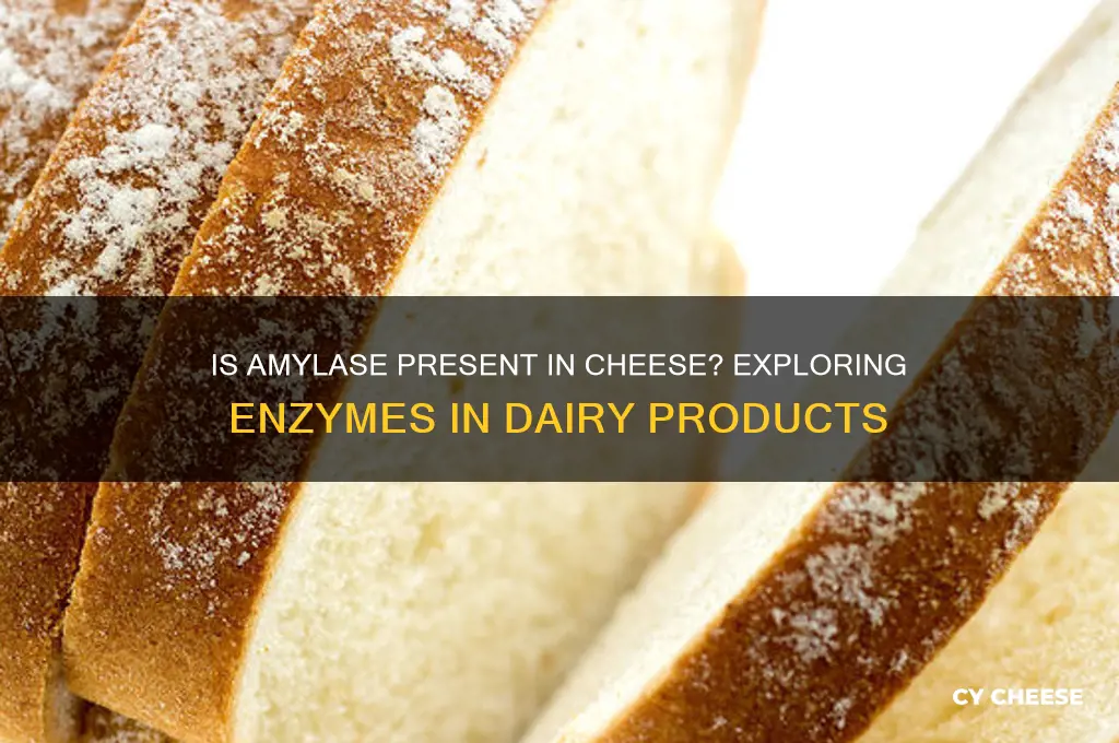 is amylase found in cheese