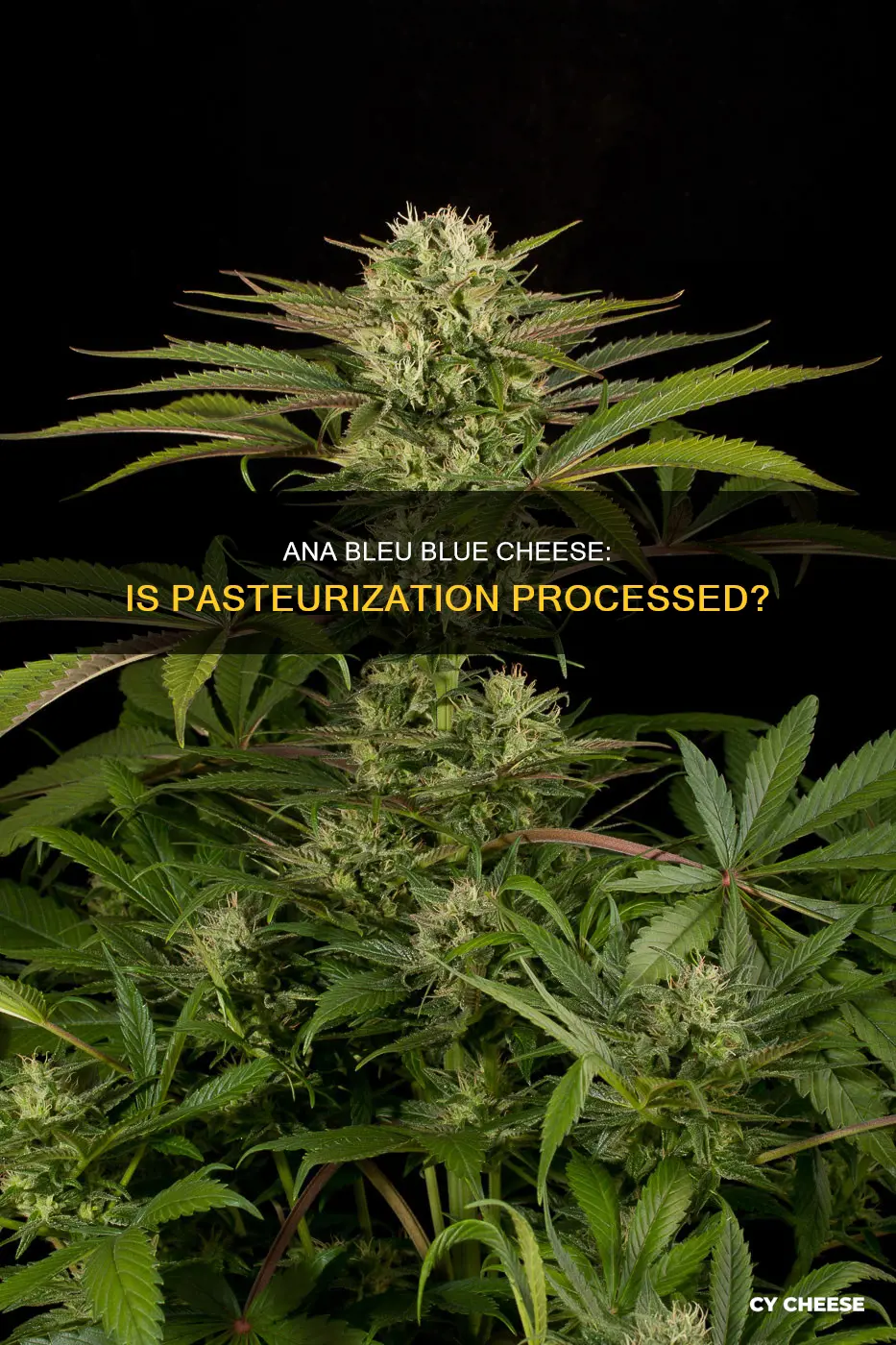 is ana bleu blue cheese pasteurized