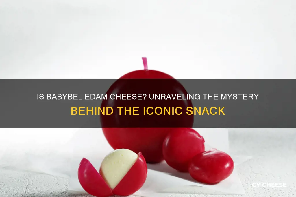 is babybel edam cheese