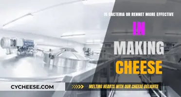 Bacteria vs. Rennet: Which Coagulates Cheese More Effectively?