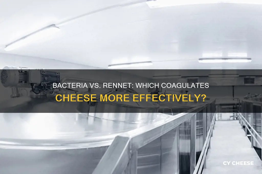 is bacteria or rennet more effective in making cheese