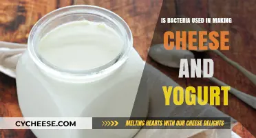 Fermented Dairy: The Role of Bacteria in Cheese and Yogurt