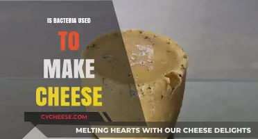 Cheese and Bacteria: A Perfect Pairing