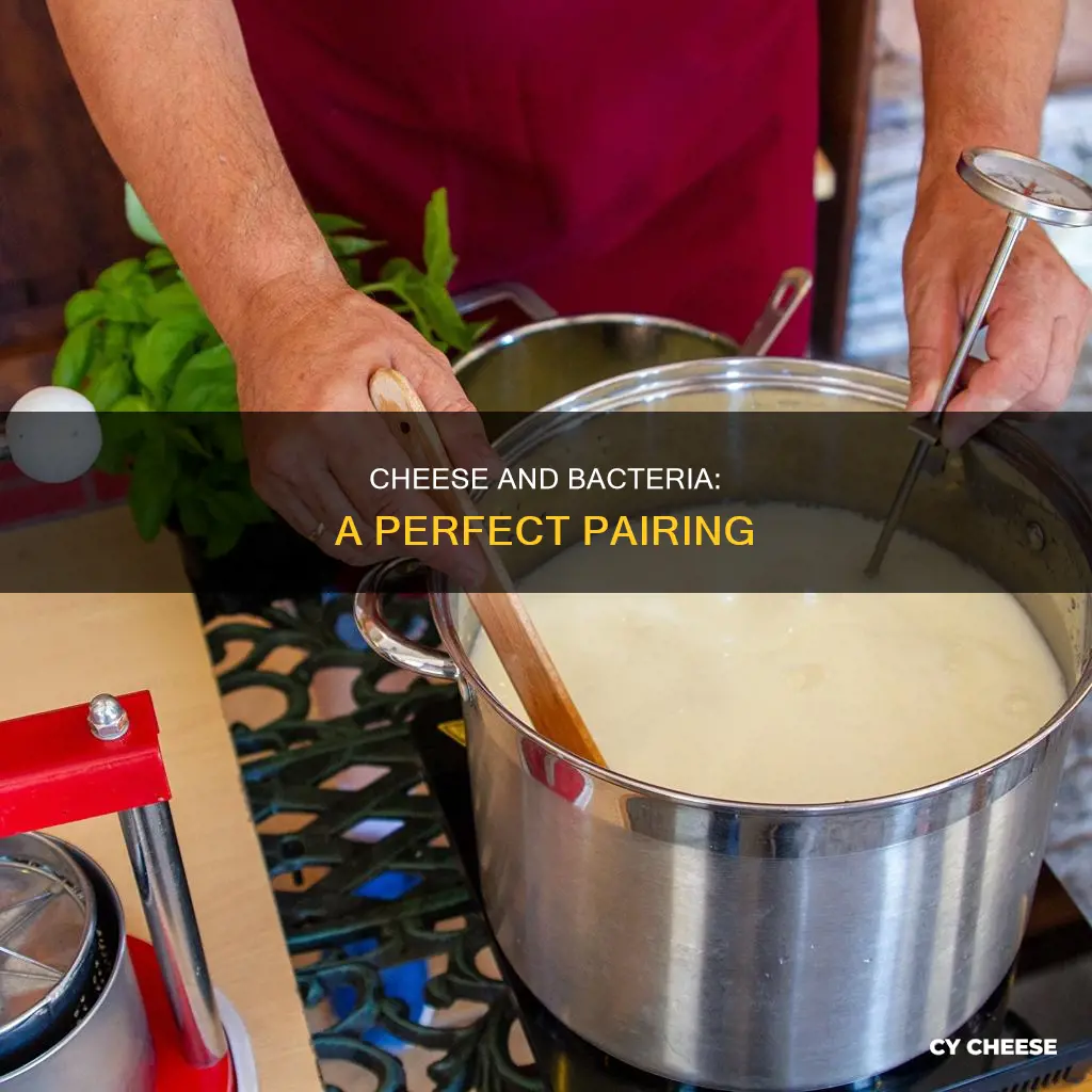 is bacteria used to make cheese