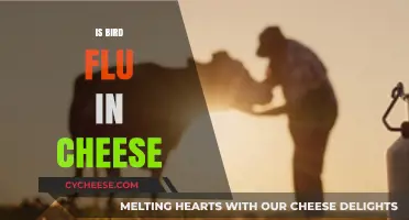 Bird Flu in Cheese: Separating Fact from Fiction in Dairy Safety
