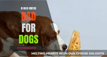 Bleu Cheese: A Danger Snack for Dogs